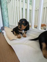 Oliver, a male Miniature Dachshund for sale in Goshen, IN – 2 of 3