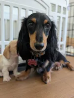Ollie, a male Dachshund for sale in Goshen, IN – 4 of 8