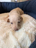 Libby, a female Miniature Dachshund for sale in Goshen, IN – 3 of 3