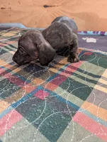 Sable, a female Miniature Dachshund for sale in Goshen, IN – 3 of 3