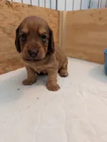 Tucker, a male Miniature Dachshund for sale in Goshen, IN – 1 of 5