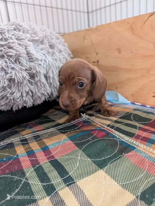 Hershey – Miniature Dachshund puppy for sale in Goshen, IN