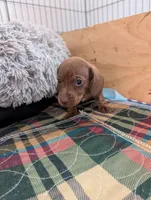 Hershey, a male Miniature Dachshund for sale in Goshen, IN – 1 of 4
