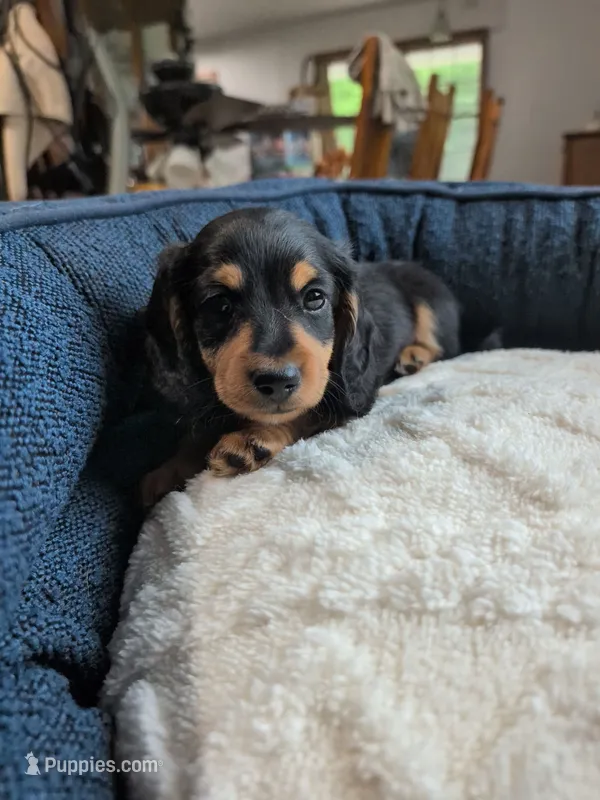 Ollie – Dachshund puppy for sale in Goshen, IN