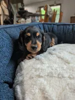 Ollie, a male Dachshund for sale in Goshen, IN – 6 of 8