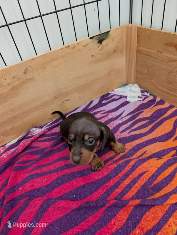 Mabel – Miniature Dachshund puppy for sale in Goshen, IN