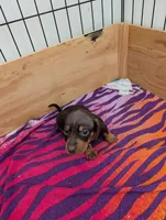 Mabel, a female Miniature Dachshund for sale in Goshen, IN – 1 of 2