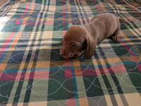 Hershey, a male Miniature Dachshund for sale in Goshen, IN – 3 of 4