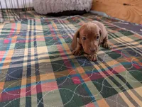 Hershey, a male Miniature Dachshund for sale in Goshen, IN – 2 of 4