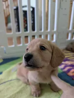 Polly CKC, a female Miniature Dachshund for sale in Goshen, IN – 2 of 5