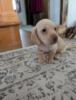 Harold CKC, a male Miniature Dachshund for sale in Goshen, IN – 1 of 4