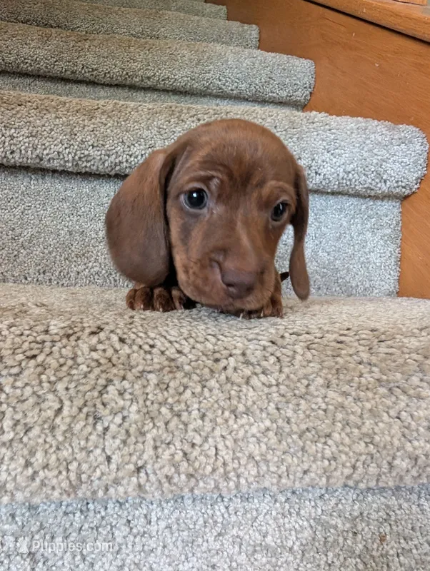 Hershey – Miniature Dachshund puppy for sale in Goshen, IN