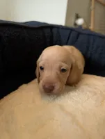 Harold, a male Miniature Dachshund for sale in Goshen, IN – 2 of 3