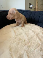 Libby, a female Miniature Dachshund for sale in Goshen, IN – 2 of 3