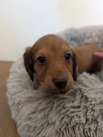 Charlie CKC, a male Miniature Dachshund for sale in Goshen, IN – 1 of 2
