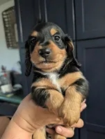 Ollie, a male Dachshund for sale in Goshen, IN – 1 of 8