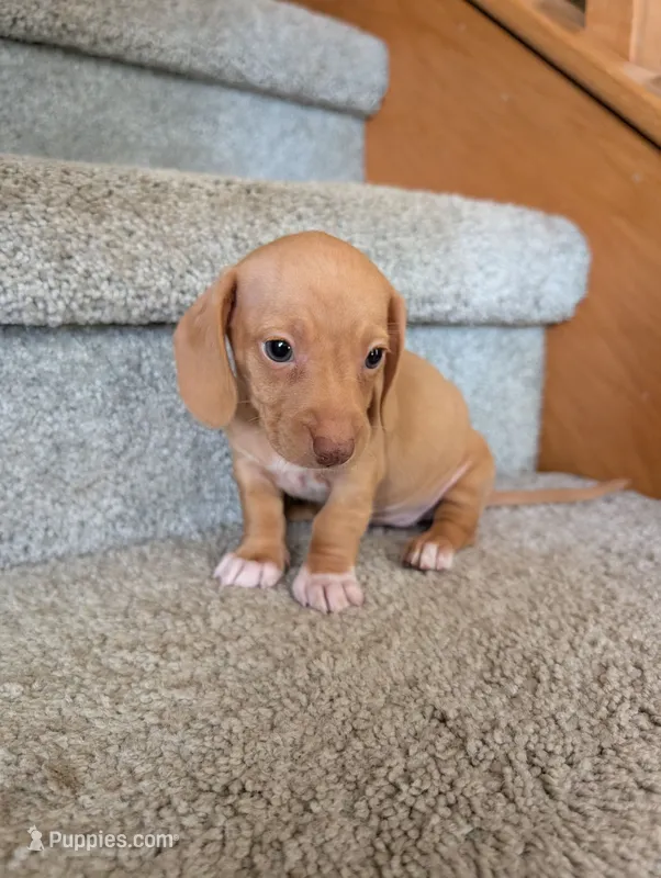 Alice – Miniature Dachshund puppy for sale in Goshen, IN