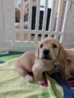 Polly CKC, a female Miniature Dachshund for sale in Goshen, IN – 3 of 5