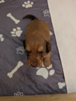 Tucker, a male Miniature Dachshund for sale in Goshen, IN – 2 of 5