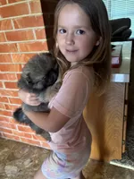 KIT, a female Pomeranian for sale in Abilene, TX – 2 of 7