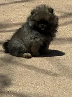 KIT, a female Pomeranian for sale in Abilene, TX – 3 of 7