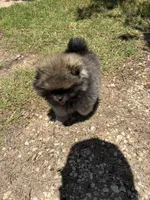 KIT, a female Pomeranian for sale in Abilene, TX – 4 of 7