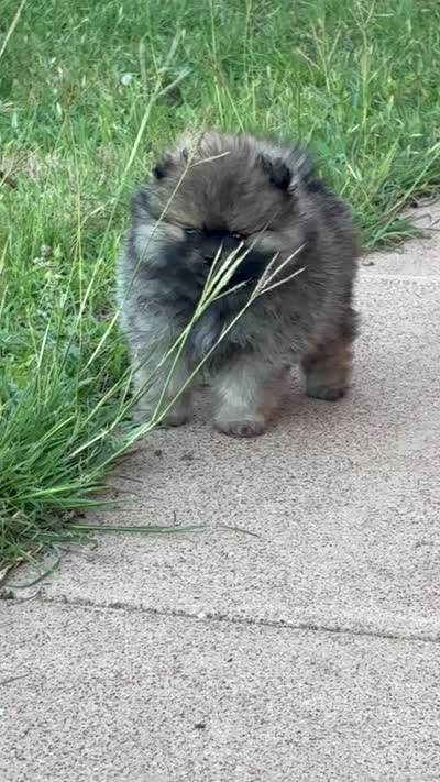 KIT, a female Pomeranian for sale in Abilene, TX – 7 of 7