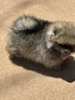 KIT, a female Pomeranian for sale in Abilene, TX – 5 of 7