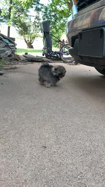 KIT, a female Pomeranian for sale in Abilene, TX – 6 of 7
