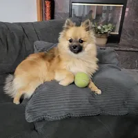 Enzo, a male Pomeranian for sale in Victorville, CA – Photo 4 of 4