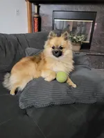 Enzo, a male Pomeranian for sale in Victorville, CA – Photo 4 of 4