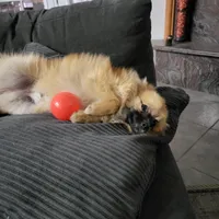 Enzo, a male Pomeranian for sale in Victorville, CA – Photo 3 of 4