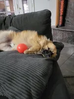 Enzo, a male Pomeranian for sale in Victorville, CA – Photo 3 of 4