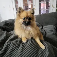 Enzo, a male Pomeranian for sale in Victorville, CA – Photo 2 of 4