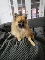 Enzo, a male Pomeranian for sale in Victorville, CA – Photo 2 of 4