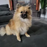 Enzo, a male Pomeranian for sale in Victorville, CA – Photo 1 of 4