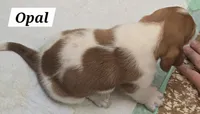 Opal, a female Basset Hound for sale in Whitehouse, TX – 2 of 2