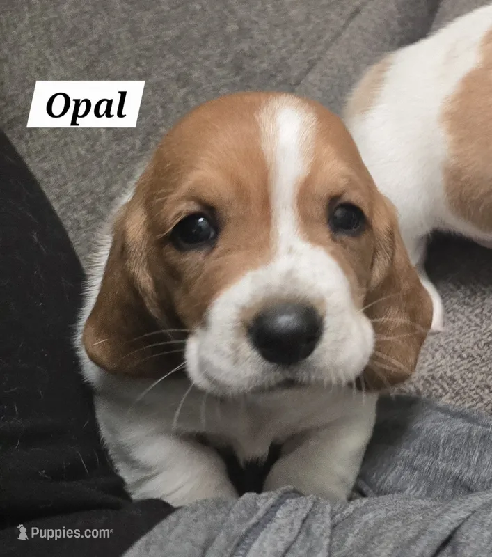 Opal – Basset Hound puppy for sale in Whitehouse, TX
