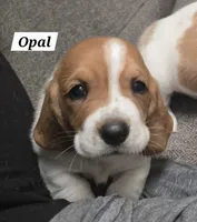 Opal, a female Basset Hound for sale in Whitehouse, TX – 1 of 2