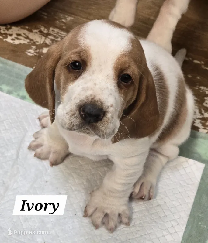 Ivory – Basset Hound puppy for sale in Whitehouse, TX