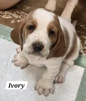 Ivory, a female Basset Hound for sale in Whitehouse, TX – 1 of 2