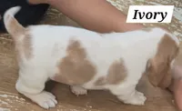 Ivory, a female Basset Hound for sale in Whitehouse, TX – 2 of 2