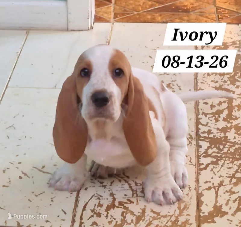 Ivory – Basset Hound puppy for sale in Whitehouse, TX