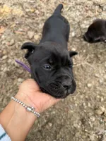 Purple Collar, a female Cane Corso for sale in Concord, NC – Photo 6 of 9
