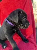 Purple Collar, a female Cane Corso for sale in Concord, NC – Photo 2 of 9