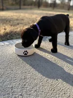 Purple Collar, a female Cane Corso for sale in Concord, NC – Photo 3 of 9