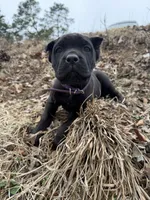 Purple Collar, a female Cane Corso for sale in Concord, NC – Photo 7 of 9