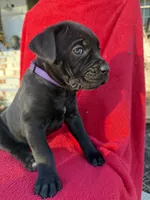 Purple Collar, a female Cane Corso for sale in Concord, NC – Photo 4 of 9