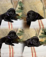 Purple Collar, a female Cane Corso for sale in Concord, NC – Photo 1 of 9