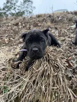 Purple Collar, a female Cane Corso for sale in Concord, NC – Photo 8 of 9